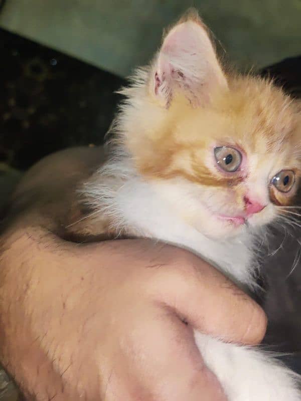 pure Persian punch face kittens for sale 5