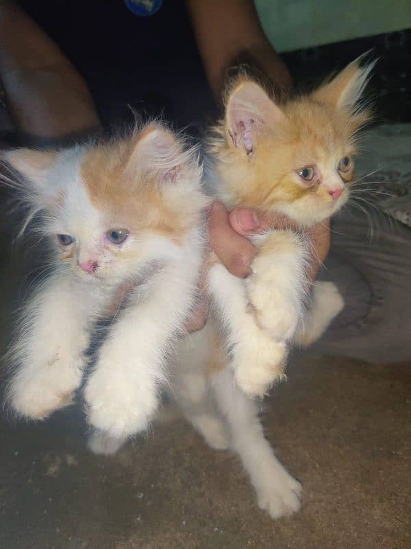 pure Persian punch face kittens for sale 6