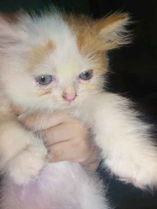 pure Persian punch face kittens for sale 7