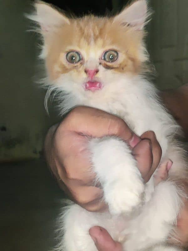 pure Persian punch face kittens for sale 8