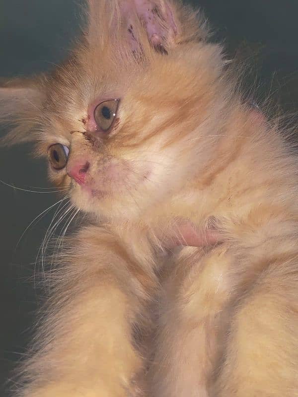 pure Persian punch face kittens for sale 9