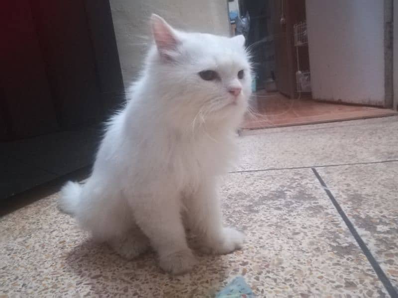 Persian cat 0