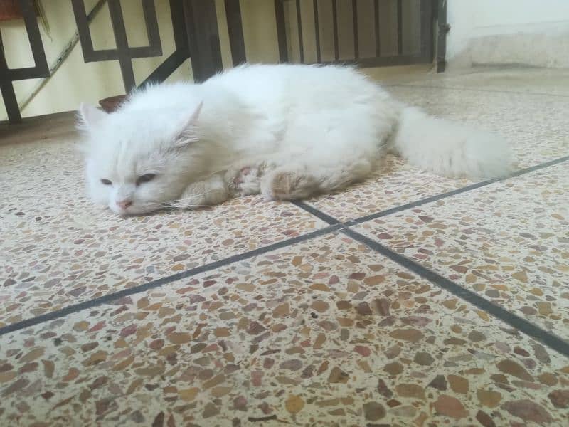 Persian cat 1