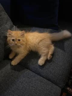 Ginger triple coated kitten 0