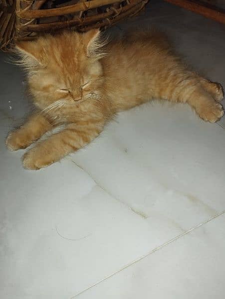 Ginger triple coated kitten 1