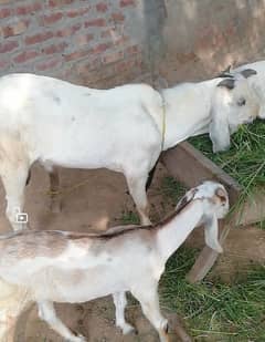 bakra