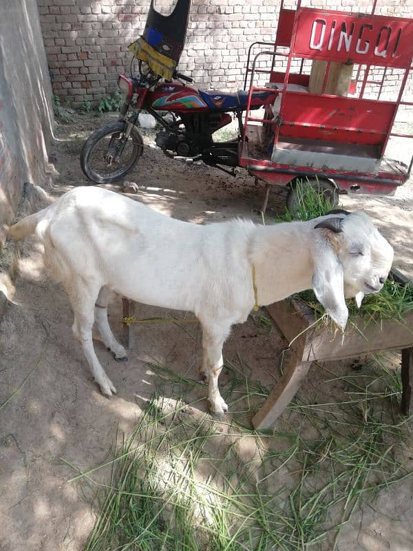 bakra for sale  urgent 03147563639 1