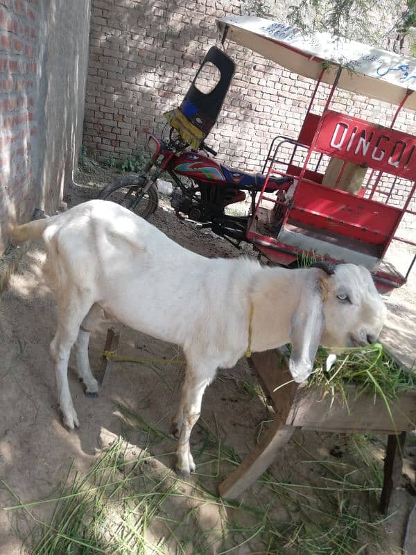 bakra for sale  urgent 03147563639 2