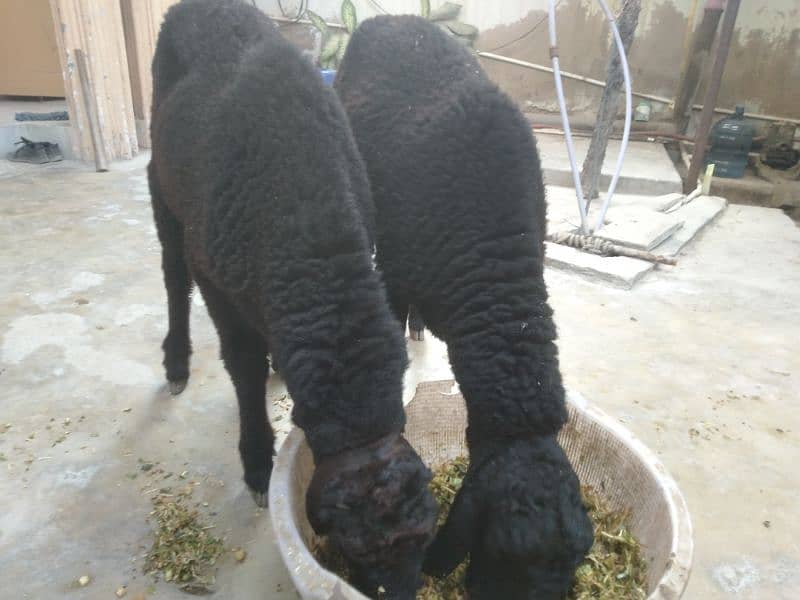 2 male sheep 2