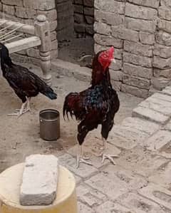 Aseel male for sale