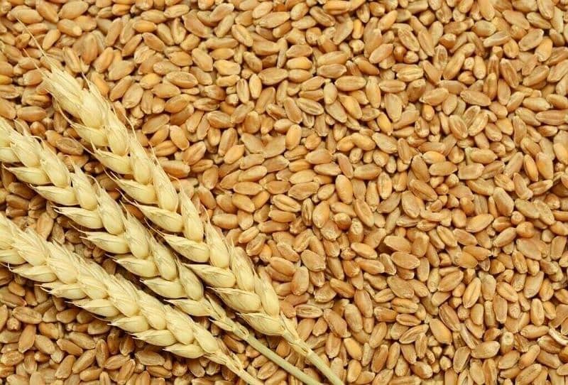 wheat for sale onl 0