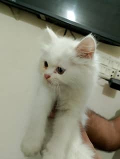 Persian kitten white for sell age 2 months