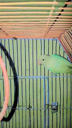 albino parrot for sale 0