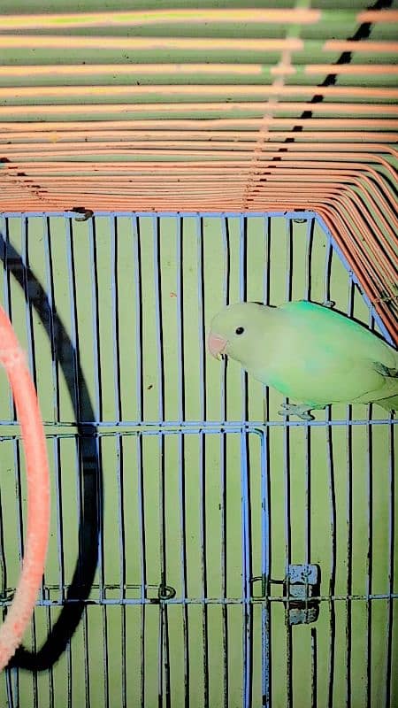 albino parrot for sale 1