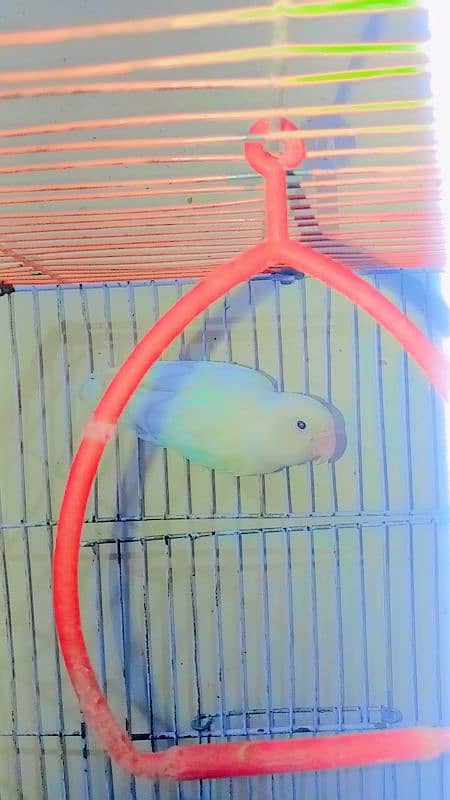 albino parrot for sale 2