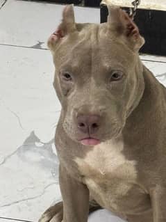 Pitbull supreme quality female pup