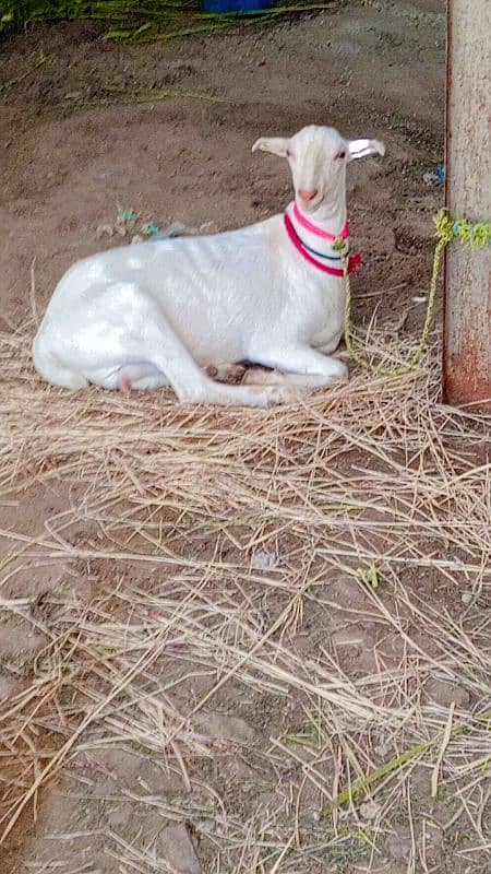 Female 3 Month Ghabban 1