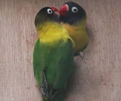 love bird