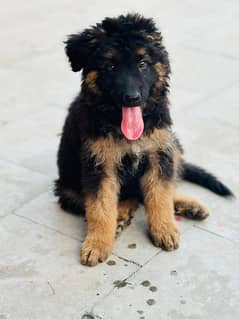 long coat female German shepherd 0