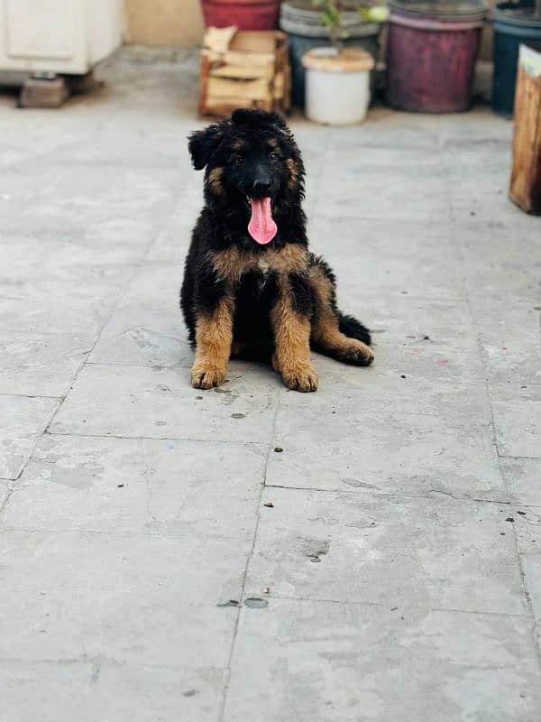 long coat female German shepherd 1