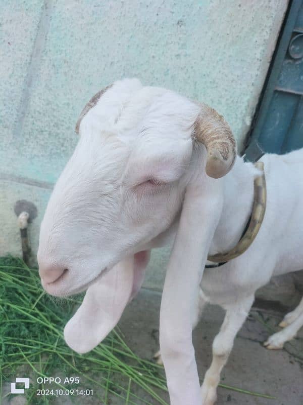 Gulabi Bakri 1