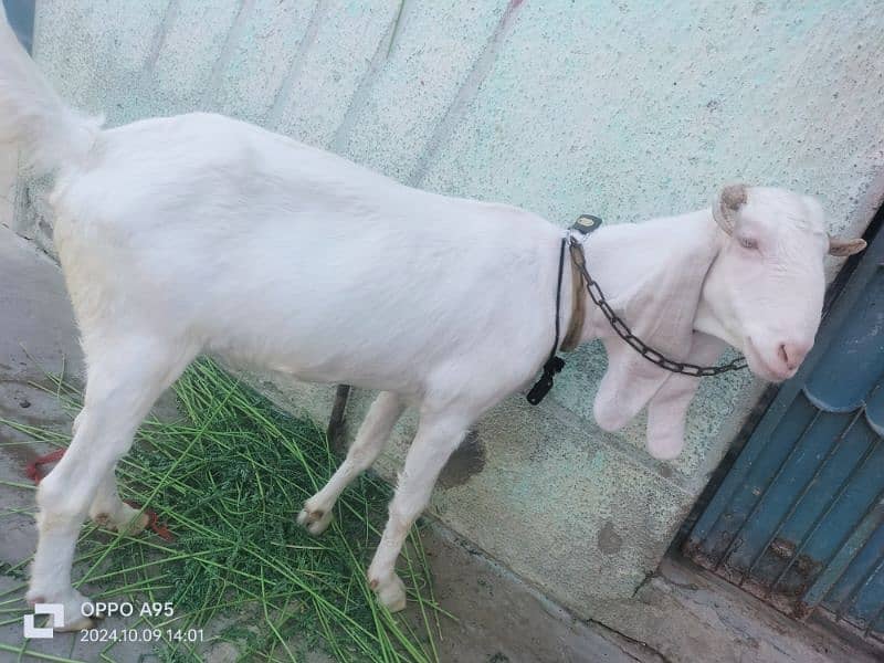 Gulabi Bakri 2