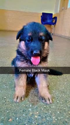 german shepherd puppies