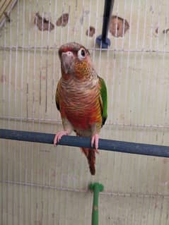 Green Cheek Conure/Red Factor For Sale