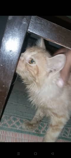 Percian kitten golden brown age 5 months. Well mannered . brown ayes