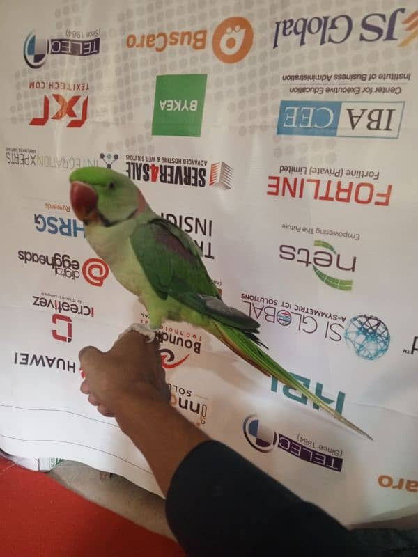 03347956581 raw parrot hand team 2