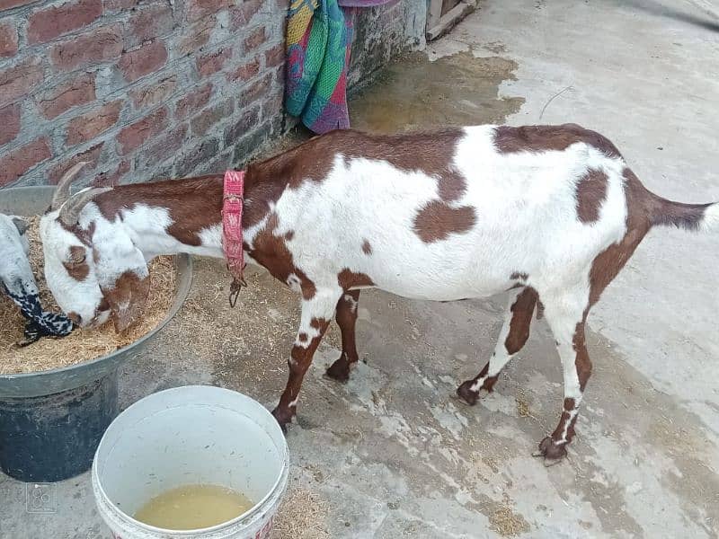 white goat pure desi dosri tadi 3