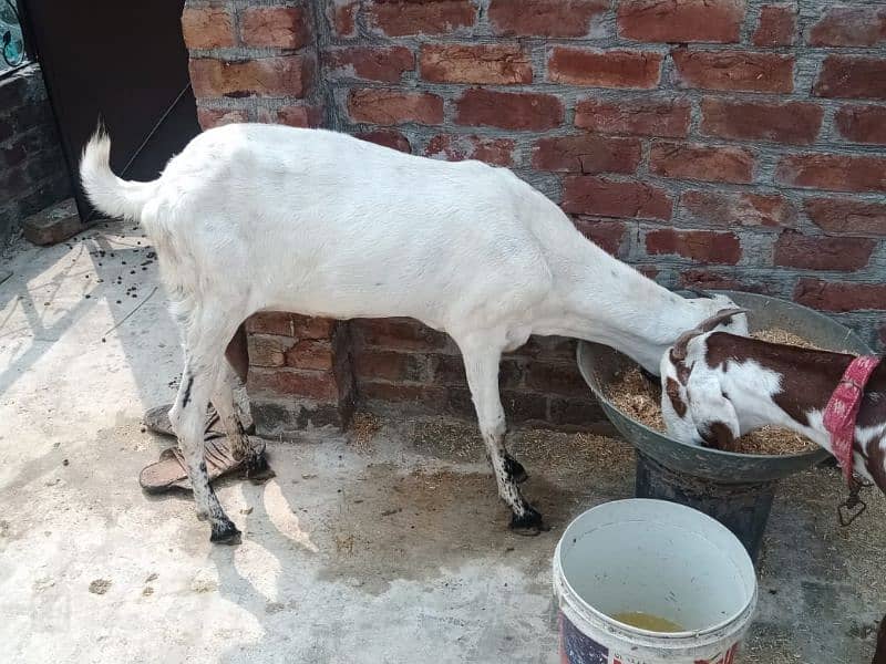 white goat pure desi dosri tadi 4