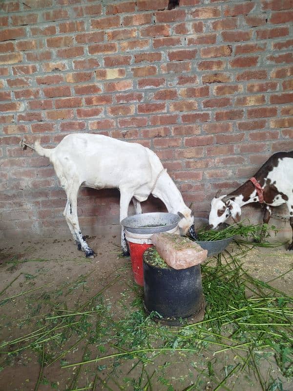 white goat pure desi dosri tadi 5