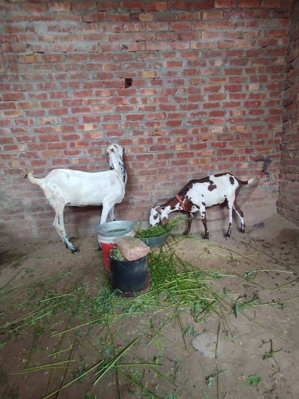 white goat pure desi dosri tadi 6