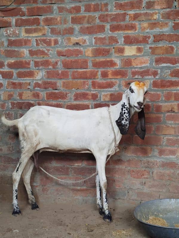 white goat pure desi dosri tadi 7