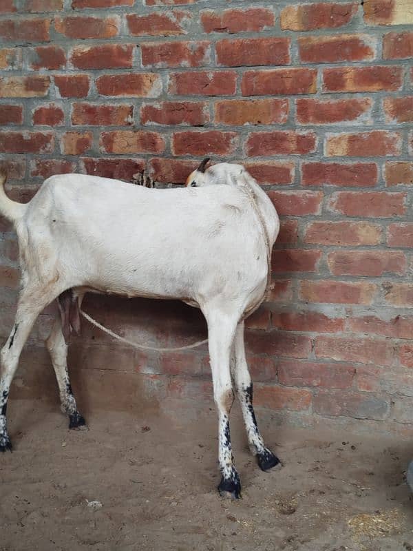 white goat pure desi dosri tadi 9