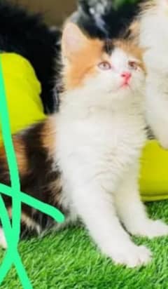 Pershion Calico breed kitten age 2.5 month