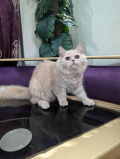 Fluffy heathy happy playful Persian cats