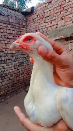 Aseel Heera pair and 1 pure Aseel hen and 4 chikes 0