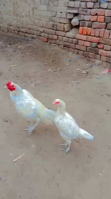 Aseel Heera pair and 1 pure Aseel hen and 4 chikes 3