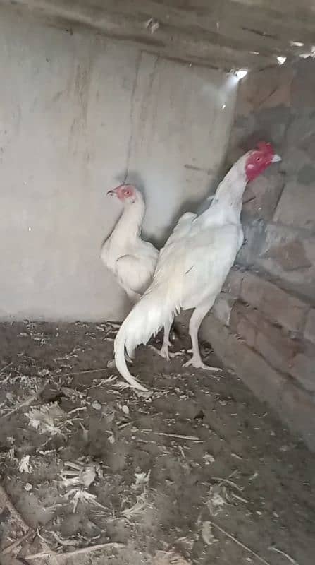 Aseel Heera pair and 1 pure Aseel hen and 4 chikes 4