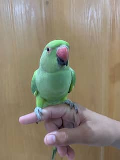 Green Parrot