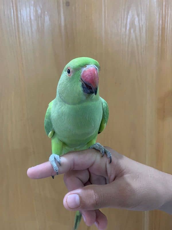 Green Parrot 0