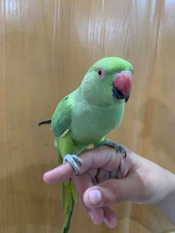 Green Parrot 1