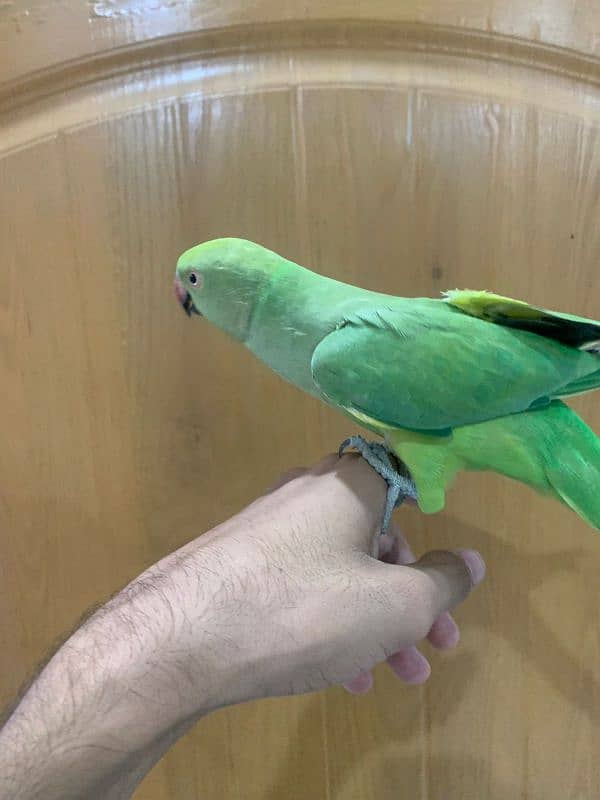 Green Parrot 4