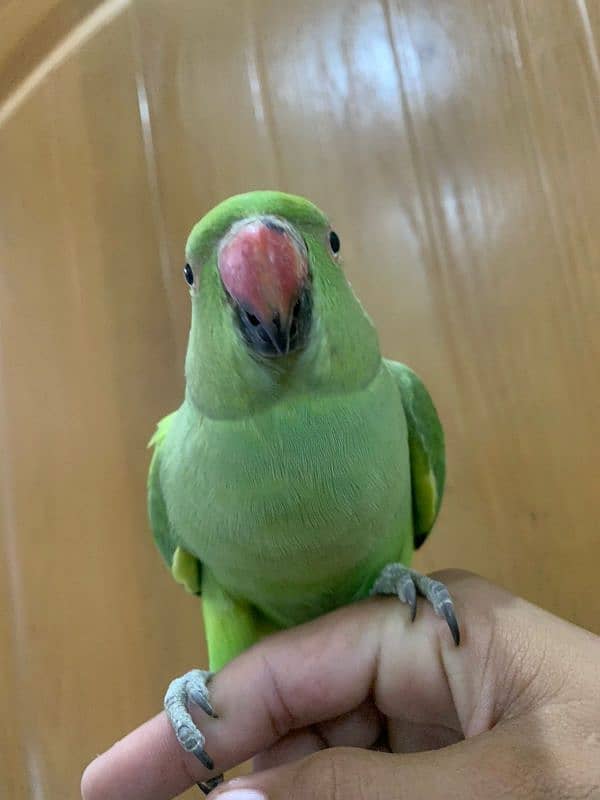 Green Parrot 7