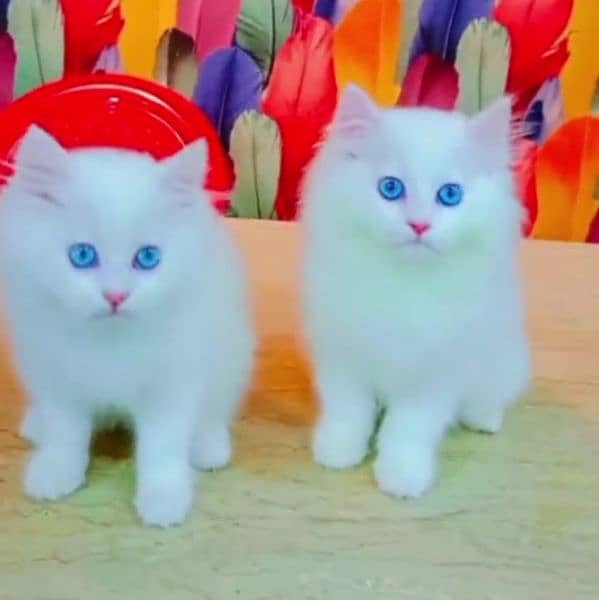 pareshan cat for sale WhatsApp number 03262308607 1