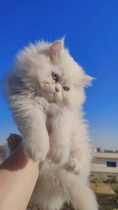 Persian cat / Persian kittens / triple coated / punch face/ peki face