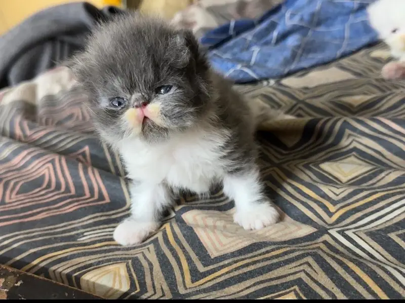Persian kittens |triple Coated |Punch Face kittens | semi punch face| — photo 2