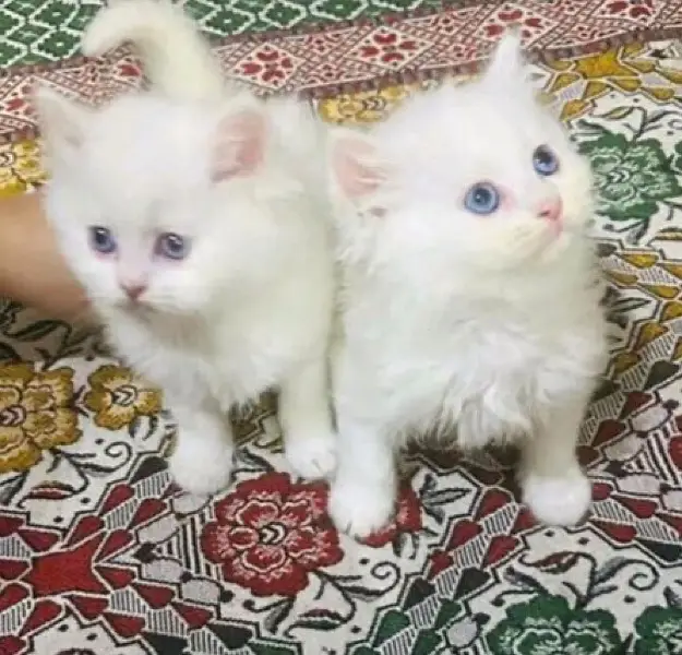 Persian kittens |triple Coated |Punch Face kittens | semi punch face| — photo 3